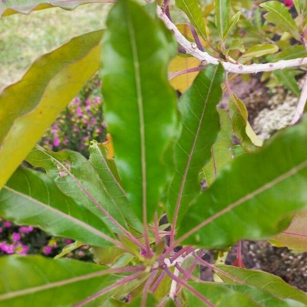 Nuxia floribunda Leaf