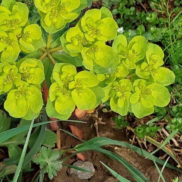 Euphorbia helioscopia Облик