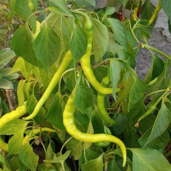 Capsicum baccatum 果