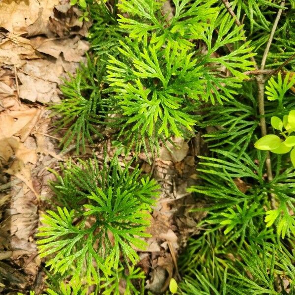 Lycopodium complanatum Folha