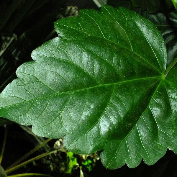 Hibiscus rosa-sinensis Liść