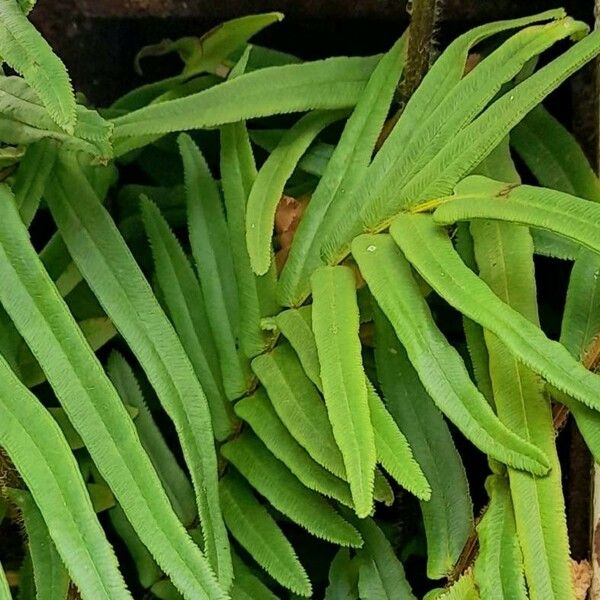 Pteris vittata Leaf