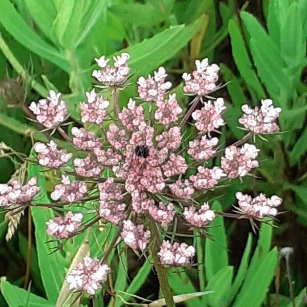 Daucus carota Квітка