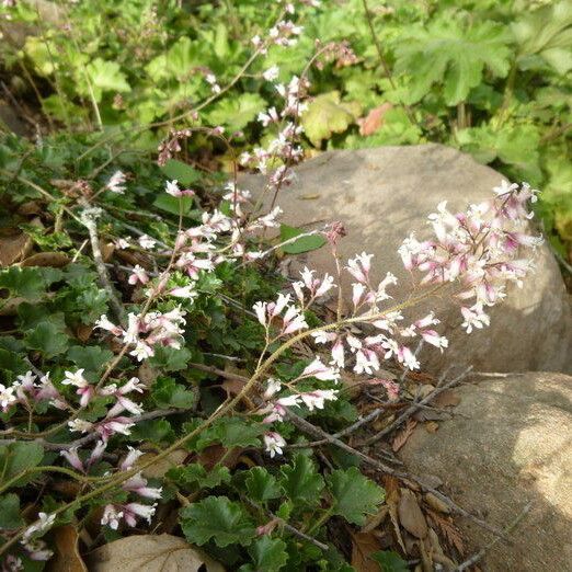 Heuchera elegans (Urnflower alumroot)