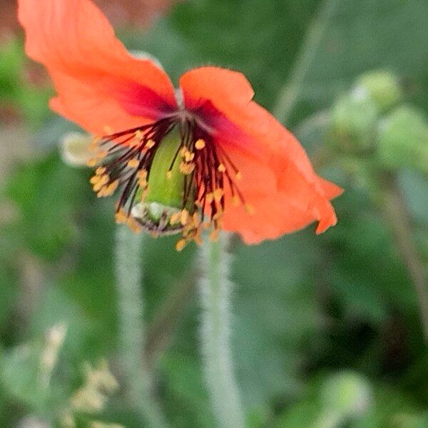 Papaver pinnatifidum Çiçek