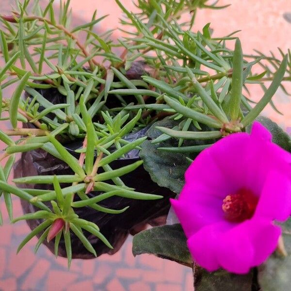 Portulaca pilosa Floare