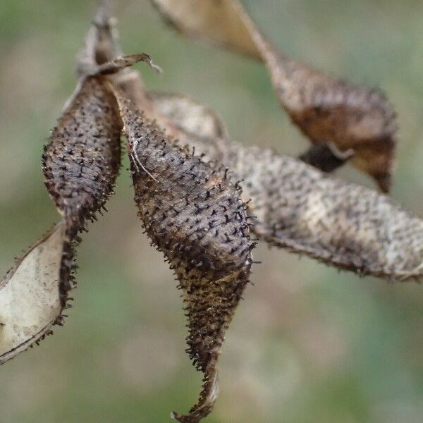 Adenocarpus complicatus Fruit