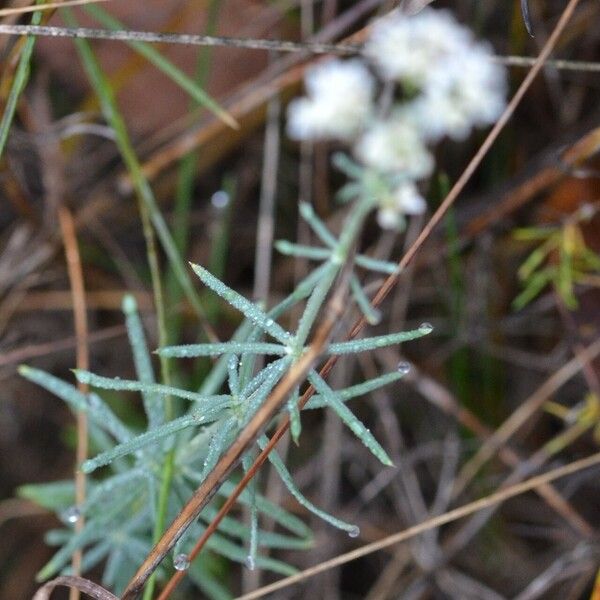 Galium glaucum Φύλλο