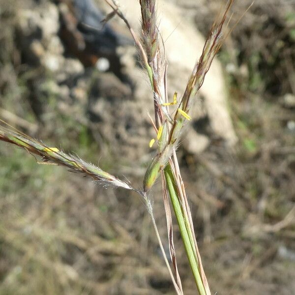 Hyparrhenia hirta Flor