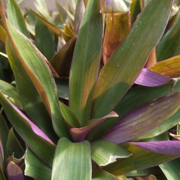 Tradescantia spathacea برگ