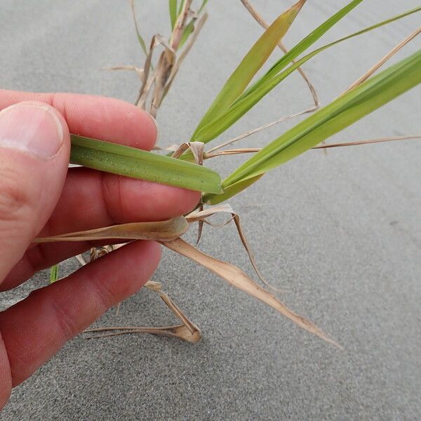 Phragmites karka Leaf