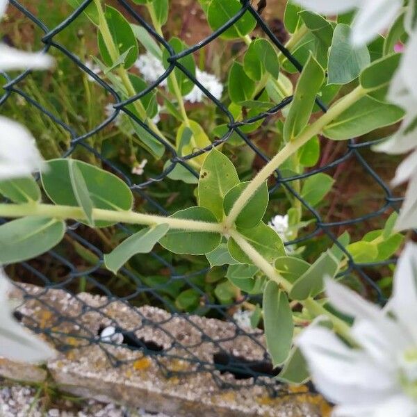 Euphorbia marginata Leaf