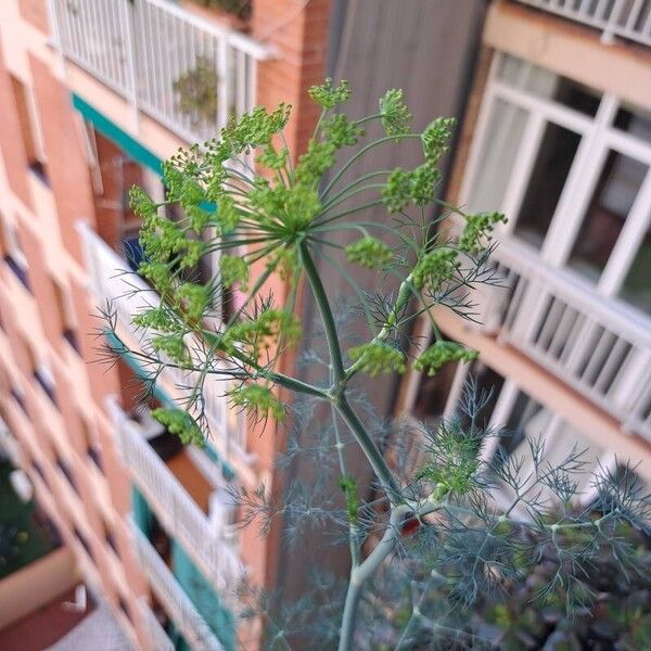 Anethum graveolens Blomst