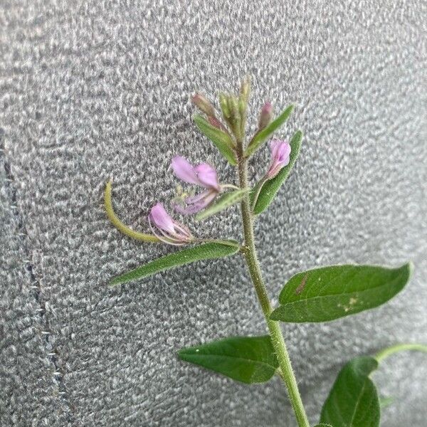 Cleome monophylla Λουλούδι