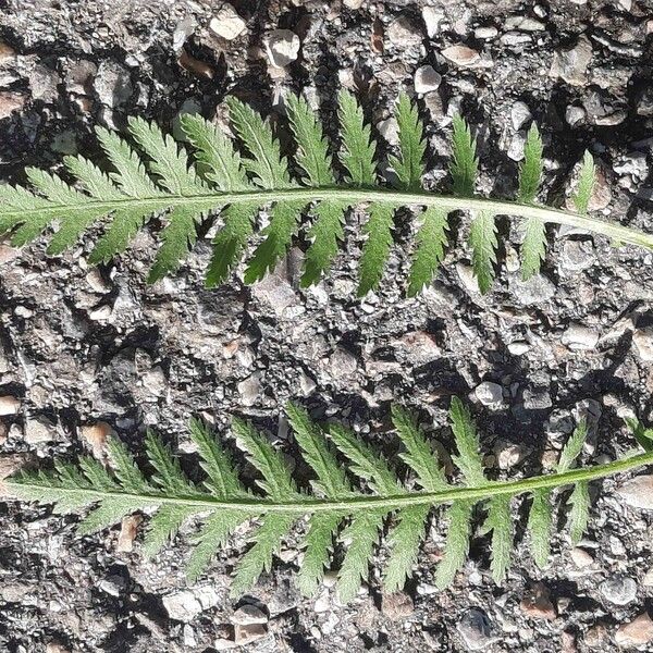 Achillea filipendulina Hoja