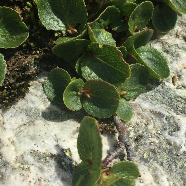 Salix herbacea Други