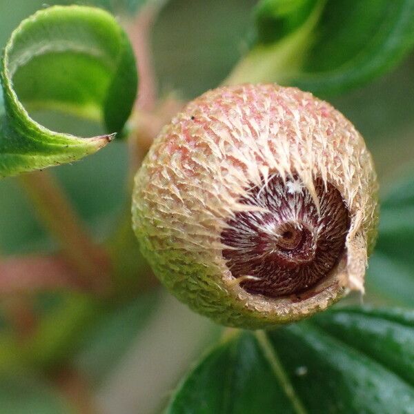 Melastoma malabathricum Fruit