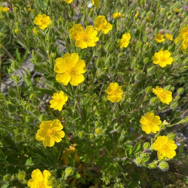 Potentilla hirta Flower