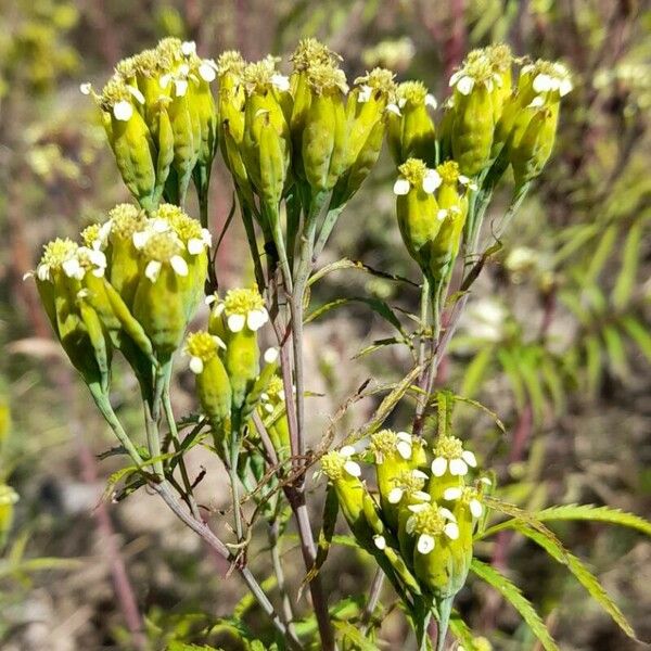 Tagetes minuta Flower