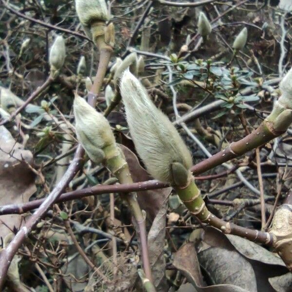 Magnolia sprengeri Lorea