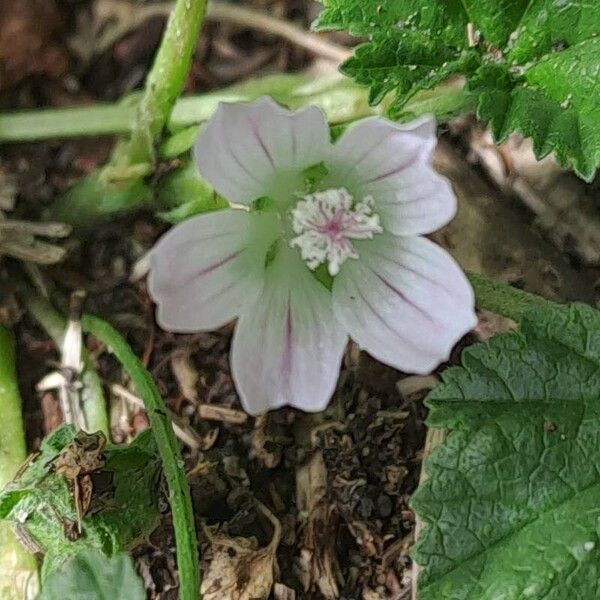 Malva neglecta Flor