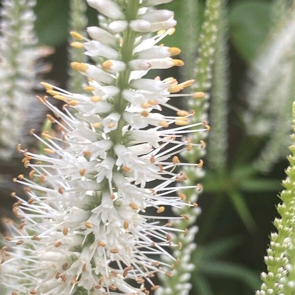 Veronicastrum virginicum Fleur