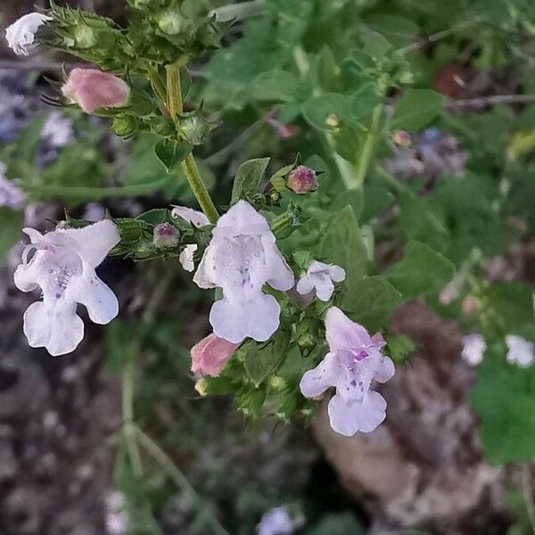 Clinopodium nepeta Blomst