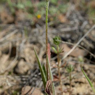 Agoseris heterophylla Квітка