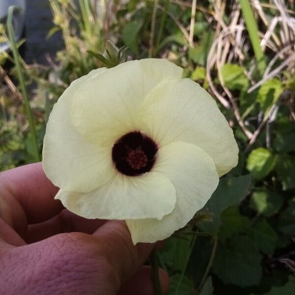 Hibiscus diversifolius Flower