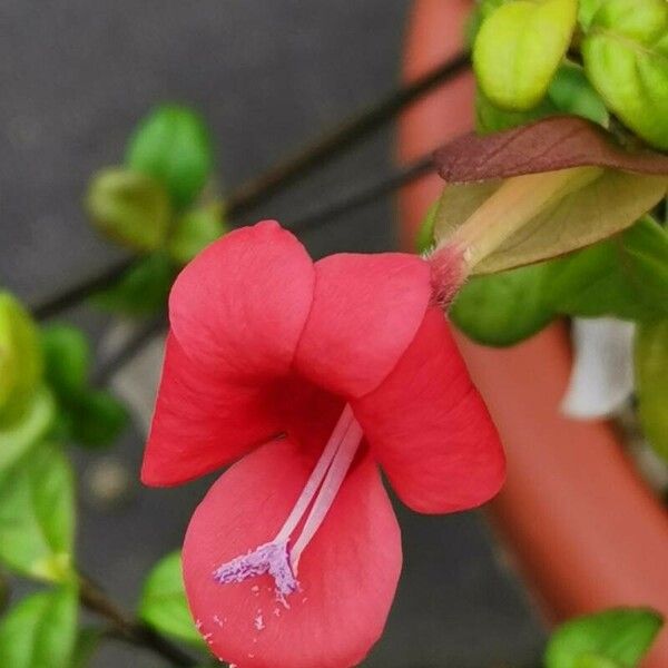 Barleria repens Blomma