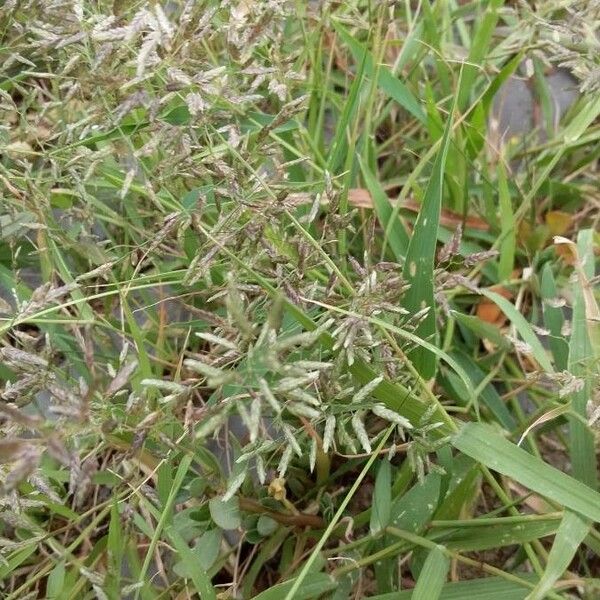 Eragrostis minor Blüte