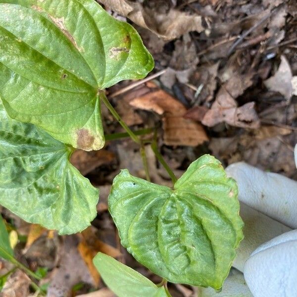 Hexastylis arifolia Листок