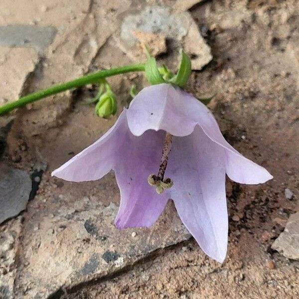 Campanula rapunculoides Blomst