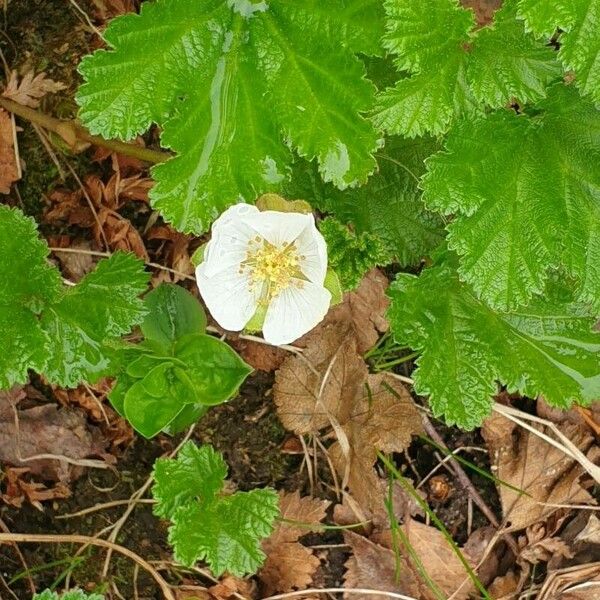 Rubus chamaemorus Cvet