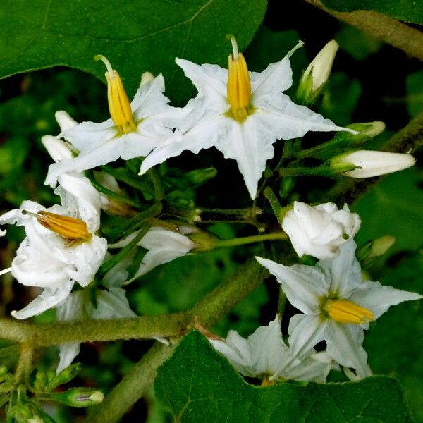 Solanum aculeatissimum Blomma