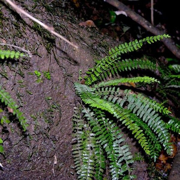 Asplenium formosum (Showy spleenwort)