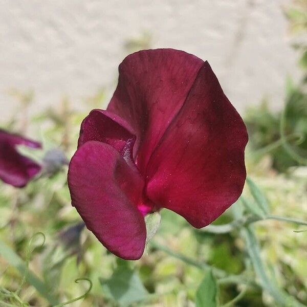 Lathyrus odoratus Flower