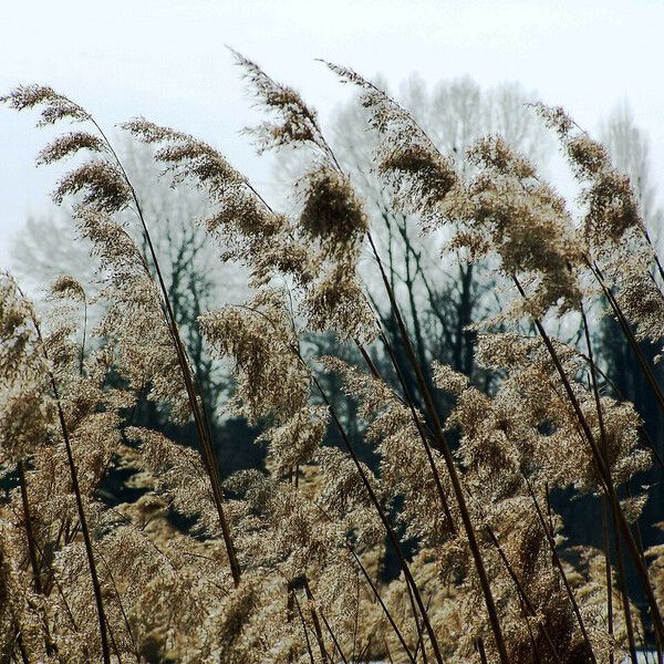 Phragmites australis फूल