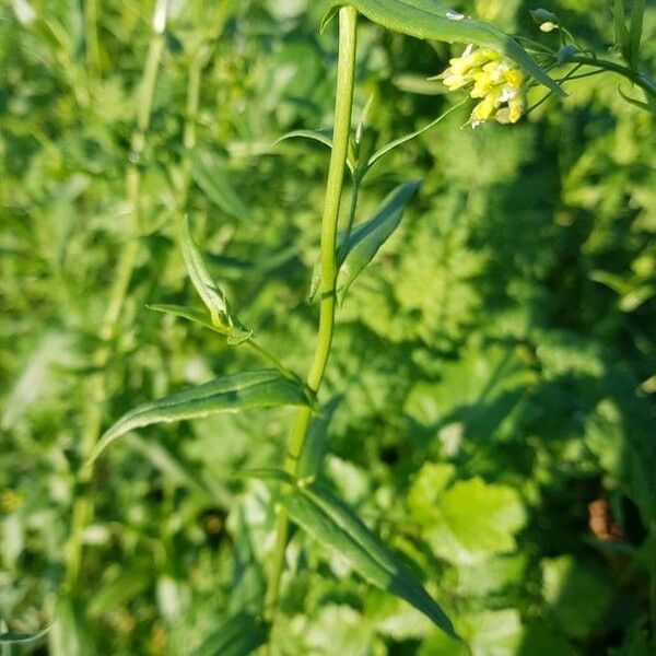 Camelina sativa Leaf