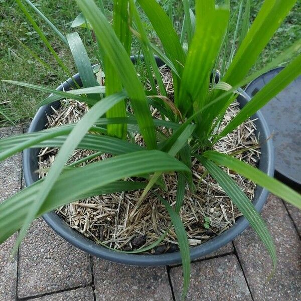 Eleutherine bulbosa Hoja