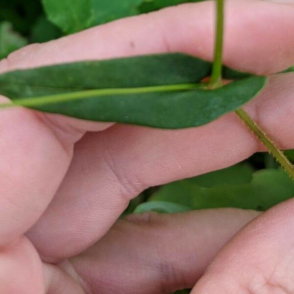 Persicaria sagittata Leaf