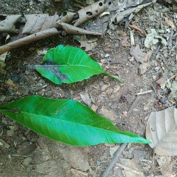 Ricinodendron heudelotii ഇല