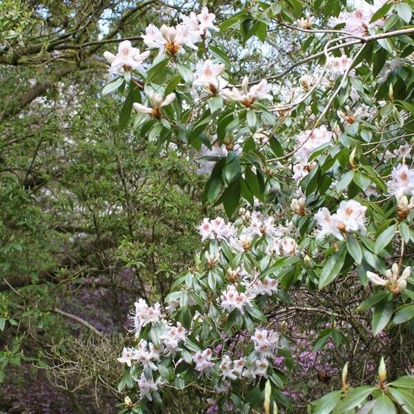 Rhododendron pleistanthum