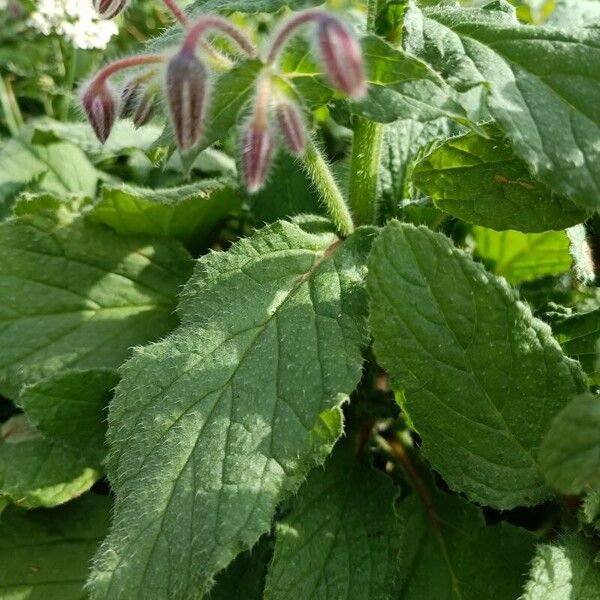 Borago officinalis Leaf