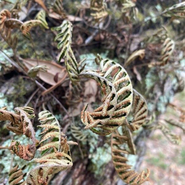 Pleopeltis polypodioides Leaf