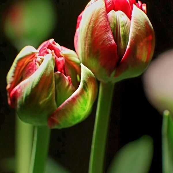 Tulipa agenensis Blüte