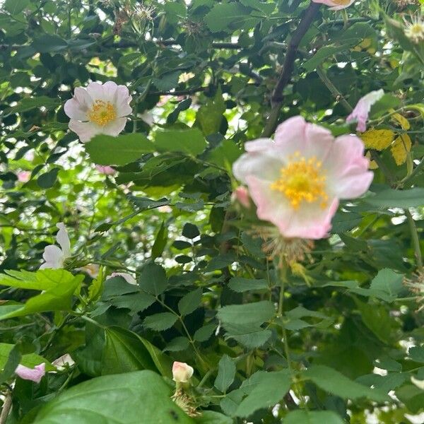 Rosa micrantha Cvet