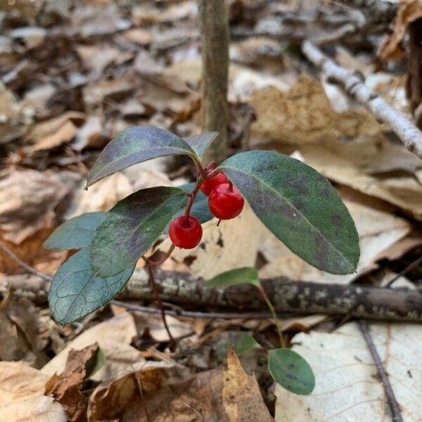 Gaultheria procumbens Φύλλο