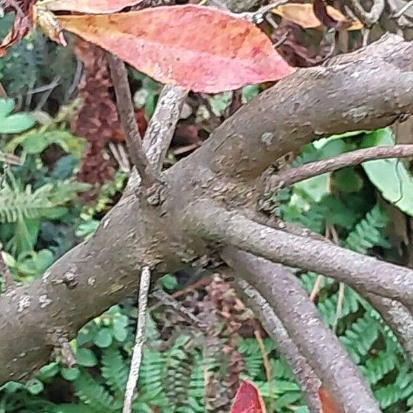 Rhododendron periclymenoides Bark