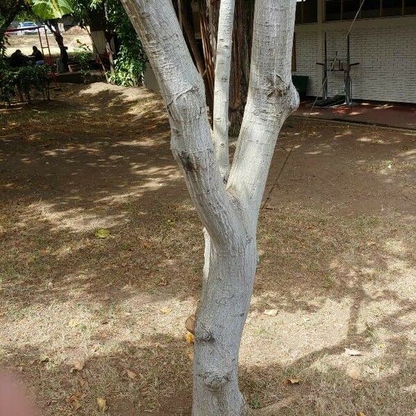 Erythrina variegata Bark